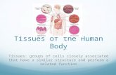 Tissues of the Human Body Tissues: groups of cells closely associated that have a similar structure and perform a related function.