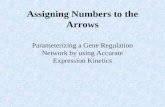 Assigning Numbers to the Arrows Parameterizing a Gene Regulation Network by using Accurate Expression Kinetics.