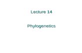 Lecture 14 Phylogenetics. Today: What is a phylogenetic tree? How are trees inferred using molecular data? How do you assess confidence in trees and clades.
