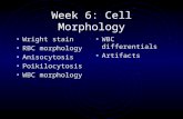 Week 6: Cell Morphology Wright stain RBC morphology Anisocytosis Poikilocytosis WBC morphology WBC differentials Artifacts.