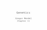 Genetics Gregor Mendel Chapter 11. Mendel Austrian Monk Was a local high school science teacher Job was to grow food for the entire monastery Became interested.