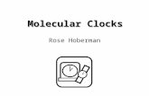 Molecular Clocks Rose Hoberman. The Holy Grail Fossil evidence is sparse and imprecise (or nonexistent) Predict divergence times by comparing molecular.