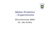 Motor Proteins - Experiments Biochemistry 4000 Dr. Ute Kothe.