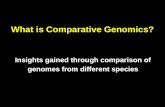 What is Comparative Genomics? Insights gained through comparison of genomes from different species.