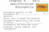 Chapter 9 - Axis specification in Drosophila Drosophila genetics is the groundwork for _______________l genetics Cheap, easy to breed and maintain Drosophila.