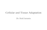 Cellular and Tissue Adaptation Dr. Raid Jastania.