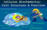 Cellular Biochemistry: Cell Structure & Function.