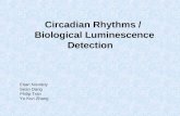 Circadian Rhythms / Biological Luminescence Detection Eitan Novotny Sean Dang Philip Tran Yu Kun Zhang.