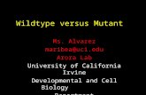 Wildtype versus Mutant Ms. Alvarez maribea@uci.edu Arora Lab University of California Irvine Developmental and Cell Biology Department.