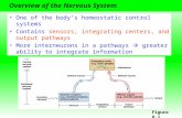 Overview of the Nervous System One of the body’s homeostatic control systems Contains sensors, integrating centers, and output pathways More interneurons.