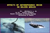EFFECTS OF ANTHROPOGENIC NOISE ON BALEEN WHALES PI: Whitlow W. L. Au Co PI: Alison Stimpert Hawaii Institute of Marine Biology University of Hawaii.