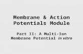 Membrane & Action Potentials Module Part II: A Multi-Ion Membrane Potential in vitro.