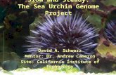 Slow and Steady: The Sea Urchin Genome Project David A. Schwarz Mentor: Dr. Andrew Cameron Site: California Institute of Technology.