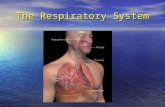 The Respiratory System. Functions Ventilation (inhalation and exhalation) Ventilation (inhalation and exhalation) Gas exchange (alveoli  blood & blood.