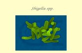 Shigella spp.. Shigella and Shigellosis Fecal-oral transmission – person-to-person, fomites, food, water, ect. Waterborne and water-washed Reservoirs: