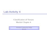 Lab Activity 4 Classification of Tissues Martini Chapter 4 Portland Community College BI 231.