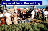 Aquaculture Marketing. Opening Comments  Aquaculture—old in practice, new ag industries  Rapid expansion globally  Development plagued by marketing.