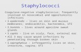 1 Staphylococci Coagulase-negative staphylococcus; frequently involved in nosocomial and opportunistic infections S. epidermidis – lives on skin and mucous.
