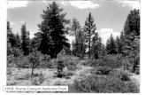 1958: Bryce Canyon National Park. 1970 1991 Vegetation dynamics Also known as plant succession –Sequence of compositional and structural vegetation.