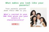 What makes you look like your parents? Your parents passed down their DNA to you. What’s carried in your DNA that gives you your traits & characteristics?