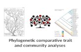 Phylogenetic comparative trait and community analyses.