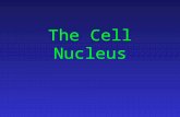 The Cell Nucleus. The evolutional significance The formation of nucleus was an essential event in evolution. Containing nucleus or not is an important.