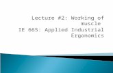 Lecture #2: Working of muscle IE 665: Applied Industrial Ergonomics.