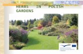 HERBS IN POLISH GARDENS. Herbs can be a beautiful decoration of our gardens and they also constitute a,,pantry” of flavors and aromas. Besides, they can.