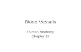 Blood Vessels Human Anatomy Chapter 19. The blood vessels of the body form a closed circulatory system. Blood is pumped from the heart to the body and.