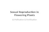 Sexual Reproduction in Flowering Plants b) Pollination & Fertilisation.