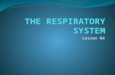 Lesson 04. Overview of the Respiratory System Primary Functions Gas exchange, carries oxygen into body and excels carbon dioxide Provides oxygen to body.