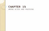 CHAPTER 19 AMINO ACIDS AND PROTEINS. The Importance of Proteins … Many functions in the body! (supportive, enzymes, hormones, antibodies…) Can be small.