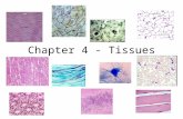Chapter 4 - Tissues. Tissues Definition – A group of closely associated cells that work together to perform a specific function Types – Epithelial - covering.