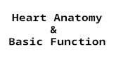 Heart Anatomy & Basic Function. (1) Cardiovascular Function Cardiovascular = Heart, Arteries, Veins, Blood Function:Function: –Transportation –Blood =