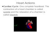 Heart Actions ● Cardiac Cycle: One complete heartbeat. The contraction of a heart chamber is called systole and the relaxation of a chamber is called diastole.