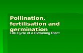 Pollination, fertilisation and germination Life Cycle of a Flowering Plant.