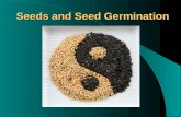 Seeds and Seed Germination. Seeds and seed germination Seeds are normally the product of sexual reproduction Pollination Fertilization Embryo development.
