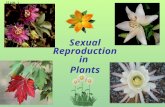 Sexual Reproduction in Plants Slide 1. Flower Structure Pistil (female Part)  Stigma  Style  Ovary Stigma Style Ovary Ovule Stamen (Male Part)  Anther.