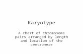 Karyotype A chart of chromosome pairs arranged by length and location of the centromere.