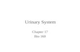 Urinary System Chapter 17 Bio 160. Introduction The urinary system consists of two kidneys that filter the blood, two ureters, a urinary bladder, and.