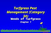 MSU Pesticide Education Turfgrass Pest Management (Category 3A) Weeds of Turfgrass Chapter 7.