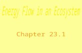Chapter 23.1. Energy Roles An organism’s energy role in an ecosystem may be that of a producer, consumer, or decomposer. An organism’s energy role is.