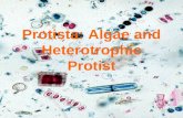 Protista: Algae and Heterotrophic Protist. Protista diverse group of organisms, comprising those eukaryotes that are not animals, fungi, or plants. They.
