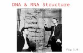 DNA & RNA Structure Fig 1.9. Deoxyribonucleic acid (DNA) is the genetic material -Stores genetic information in the form of a code: a linear sequence.