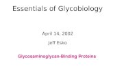 Essentials of Glycobiology April 14, 2002 Jeff Esko Glycosaminoglycan-Binding Proteins.