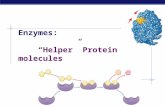 Enzymes: “Helper” Protein molecules Enzymes  Catalysts for biological reactions  Most are proteins  Lower the activation energy  Increase the rate.