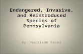 Endangered, Invasive, and Reintroduced Species of Pennsylvania By: Harrison Fesel.