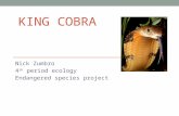 KING COBRA Nick Zumbro 4 th period ecology Endangered species project.