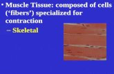 Muscle Tissue: composed of cells (‘fibers’) specialized for contraction – Skeletal.