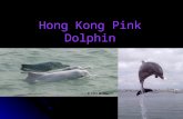Hong Kong Pink Dolphin. Pink Dolphin Features Size: 2.5 to 3 meters and 90 kilograms Males are generally larger. Size: 2.5 to 3 meters and 90 kilograms.